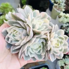 にゃ。様 リクエスト 4点 まとめ商品