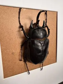 2026年最新】アクティオンゾウカブト標本の人気アイテム - メルカリ