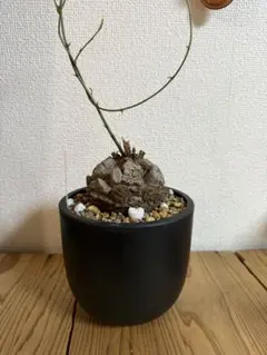 長谷川亀甲竜 ディオスコレア エレファンティペス 塊根植物 コーデック
