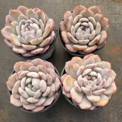 Top【選抜株】多肉植物 24259モンローHyb 50個 鉢無し/脱土 - メルカリ
