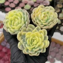 sasami0722様 リクエスト 10点 まとめ商品