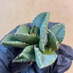 2026年最新】アガベ 子株 セットの人気アイテム - メルカリ