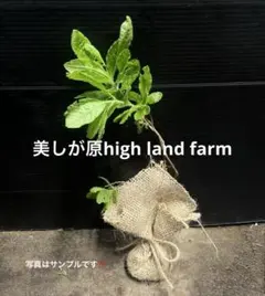 レンゲツツジの苗木　根上丈　約30㎝‼️綺麗なオレンジの花♪のサムネイル