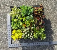 多肉植物
