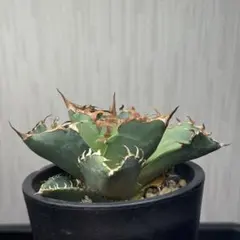 2025年最新】アガベクラブ蟹の人気アイテム - メルカリ