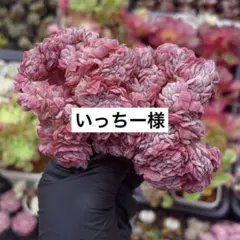 いっちー様　専用