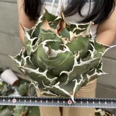 066 アガベ チタノタ 白鯨超大株 包葉株 ホイルタイプ コレクション株
