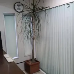 大型・直接引取限定】トックリラン 塊根植物 観葉植物 ボトルツリー