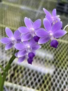 洋蘭 原種 カトレア C. violacea fma. semi-alba - メルカリ