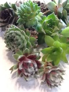 センペルビウム　セット