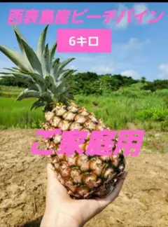 宮古島産 農薬・化学肥料不使用ピーチパイン5kg - メルカリ