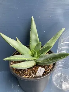 ④ ディコトマ 7本 実生 抜き苗発送 アロエ Aloe dichotoma - メルカリ