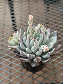 ミ*ナ様 青鬼　ミックスベリア　おらいさん苗