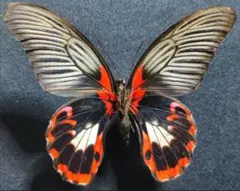蝶標本｠沖縄県産 ナガサキアゲハ 白化型 1♀ - メルカリ