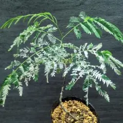 て*ん様 エバーフレッシュ 斑入り 観葉植物 ネムの木 ネムノキ 人気