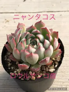 2025年最新】ロウルサンコ 多肉の人気アイテム - メルカリ