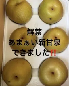 ☆たまみちゃん専用☆愛媛県産☆農薬不使用 河内晩柑☆大玉 箱込み6～7