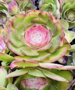 2026年最新】アエオニウム ハロウィン錦の人気アイテム - メルカリ