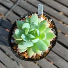 2026年最新】サボテン相談室の人気アイテム - メルカリ