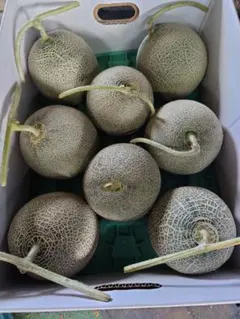 北海道産 アサヒメロン 大玉 4玉 8kg 赤肉メロン 北海道 北海道産 アサヒメロン 大玉 4玉 8kg 赤肉メロン 北海道 - メルカリ