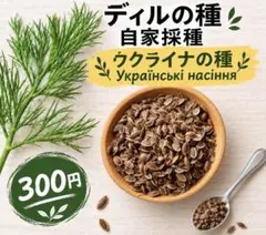 ディルの種