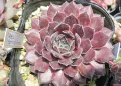 2026年最新】sempervivumの人気アイテム - メルカリ