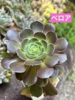 多肉植物 アエオニウム 魅金ローズ 抜き苗 - メルカリ