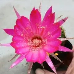 サボテン カキコ苗 開花サイズ - メルカリ