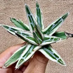 2025年最新】アガベ氷山の人気アイテム - メルカリ