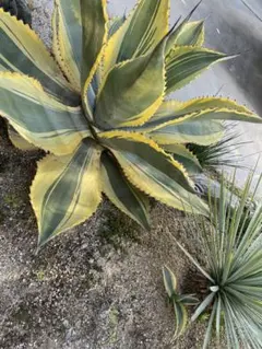 2025年最新】リップルエフェクトの人気アイテム - メルカリ