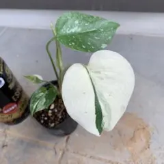 2025年最新】モンステラ クリームブリュレの人気アイテム - メルカリ