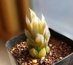 ハオルチア チャイナドレス 小苗