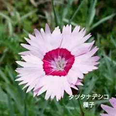 八重咲ナデシコ ダイナスティ ピンクマジックの種 - メルカリ