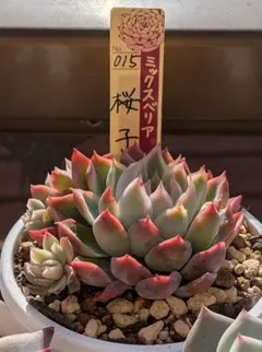 2025年最新】ミックスベリア 円の人気アイテム - メルカリ