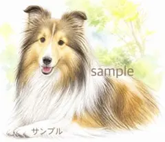 シェルティ　シェルティー　水彩画風