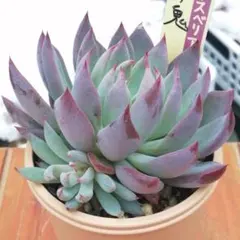 2026年最新】おらいさん苗 青鬼の人気アイテム - メルカリ