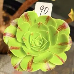 2026年最新】観葉植物 アエオニウムの人気アイテム - メルカリ