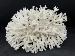 珊瑚礁  キクメイシ化石 珊瑚礁 キクメイシ化石 - メルカリ