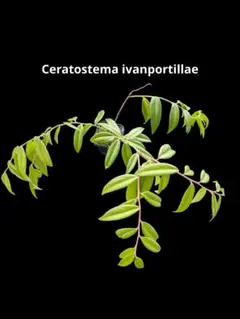 ceratostema pendens 大きめ株 着生ツツジ セラトステマ - メルカリ