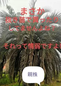 2025年最新】ココスヤシ シルバーリーフの人気アイテム - メルカリ