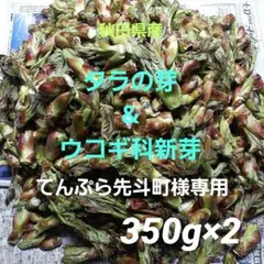 カナヘビ タラの芽&ウコギ科新芽 2kg 採れたて 2026年最新】#ウコギ科新芽の人気アイテム - メルカリ