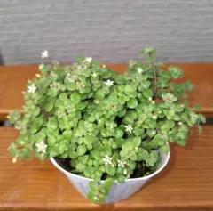 ブロウメアナ 多肉植物