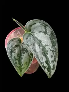 2025年最新】スキンダプサス シルバーメタリックの人気アイテム