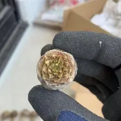 ryo様 リクエスト 2点 まとめ商品