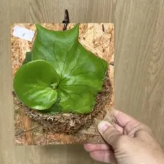 ビカクシダ　コロナリウムのサムネイル