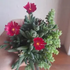 カサブランカ様 リクエスト 3点 まとめ商品