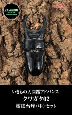 いきもの大図鑑アドバンス　クワガタ02【エラフスホソアカクワガタ(グリーン)】