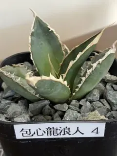 2025年最新】アガベチタノタ包心龍の人気アイテム - メルカリ