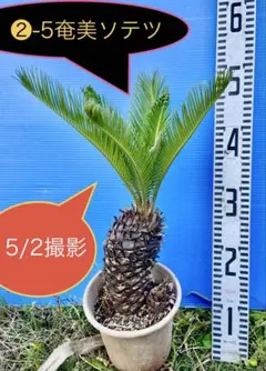 2026年最新】斑入りソテツの人気アイテム - メルカリ