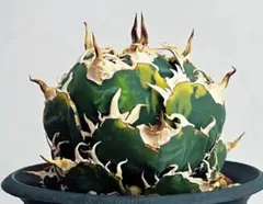 2025年最新】白鯨 錦の人気アイテム - メルカリ